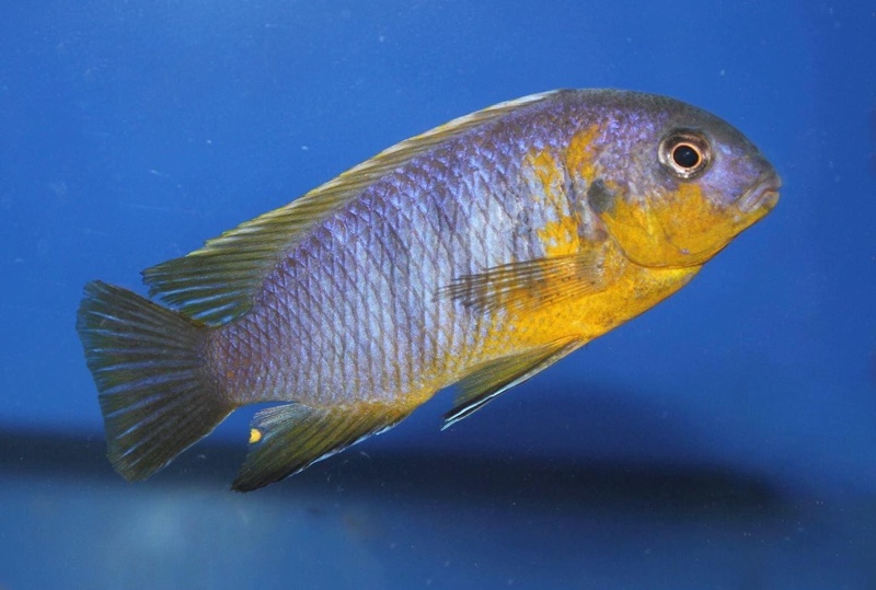 Tropheops sp. 'mauve yellow' Mara Rocks